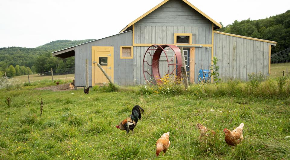 A farm with chickens in the field