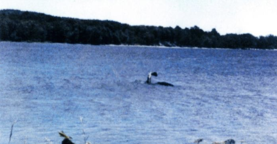 A grainy color photograph of an alleged lake monster swimming.