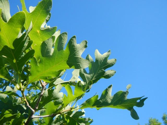 White Oak and blue sky on Coot Hill