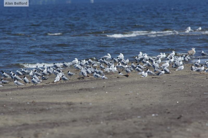 We found lots of gulls and terns at the marinas.