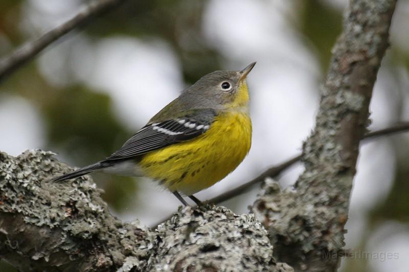 One of the first warblers we found was a Magnolia Warbler. Photo courtesy of www.masterimages.org.
