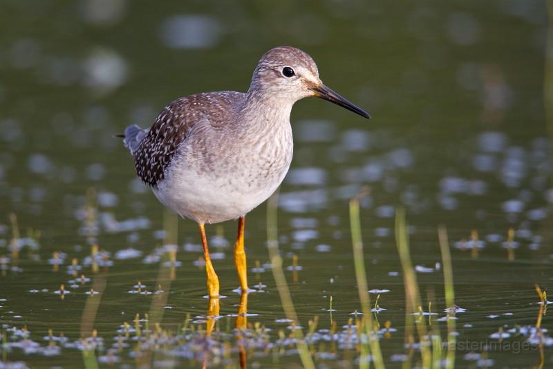 Before the shorebirds took to the air, I could see and hear a number of Lesser Yellowlegs. Photo courtesy of www.masterimages.org.