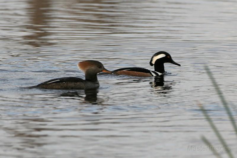 I found a pair of Hooded Mergansers with the other ducks at Ausable Marsh. Image courtesy of www.masterimages.org.