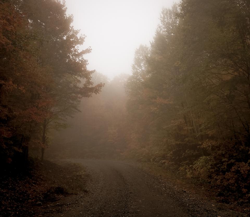A creepy, foggy forest road.