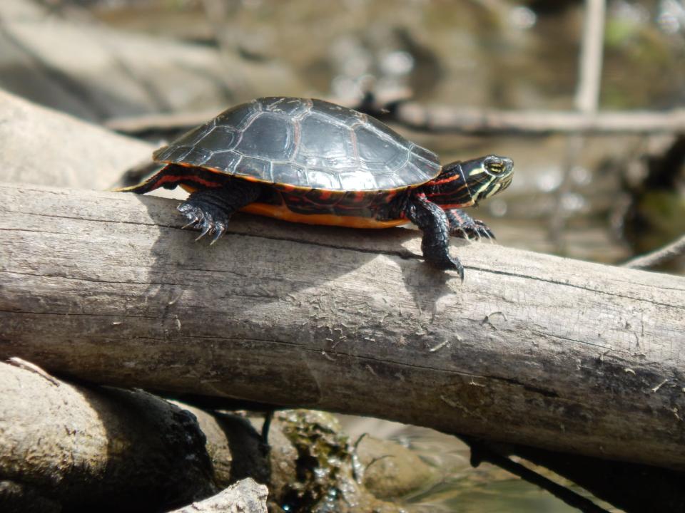 Close-up of a turtle basking in the sunshine on a dry log.