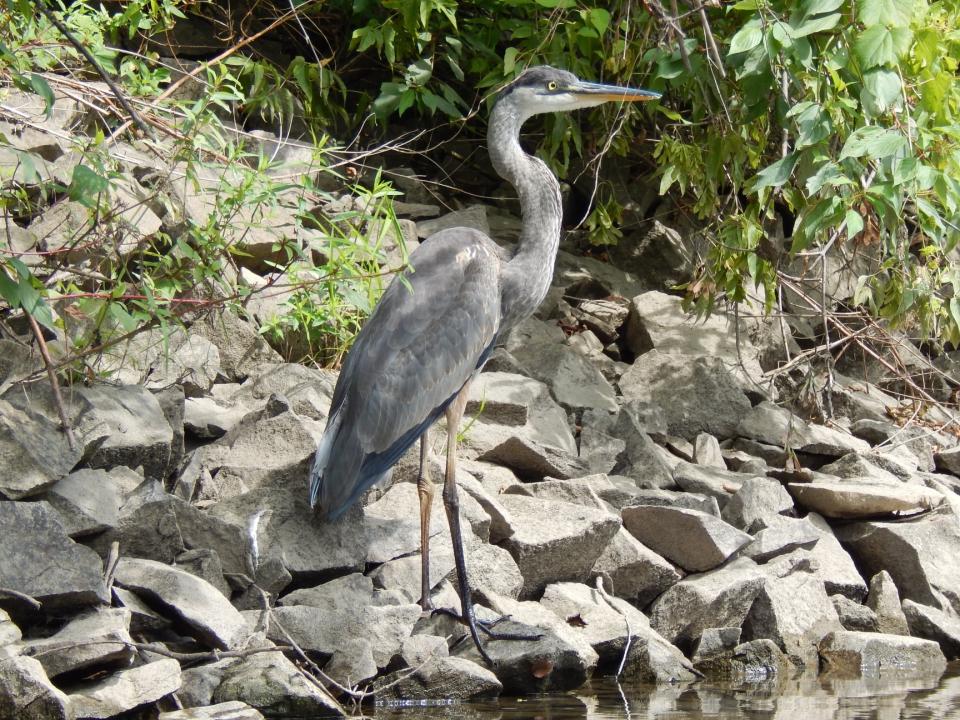 Close-up of a Great blue heron standing in shallow water along the edge of a river.