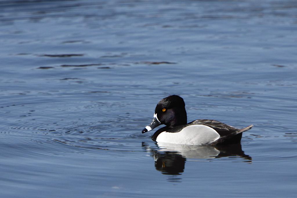 Ring-necked ducks like Lake Champlain.