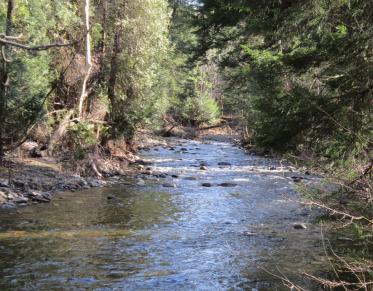 Putts Creek is part of the Lake Champlain Marshes Bird Conservation Area.