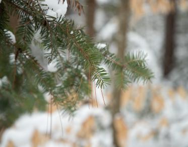 A hemlock tree branch in the winter