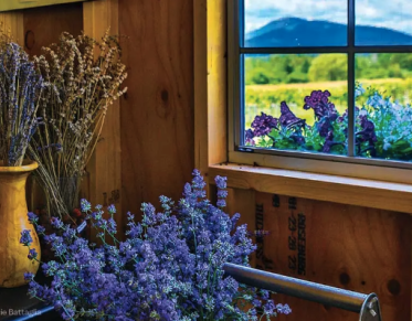 Mountain view through a window with cut lavender