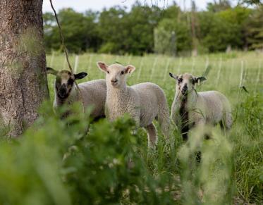 Three lambs stand in a field under the shade of a large tree.