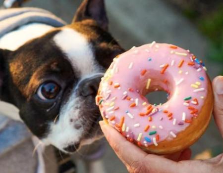 Boston terrier sniffing hand held pink iced donut with sprinkles