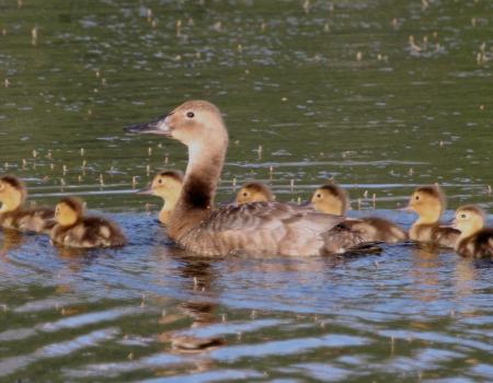 Canvasback duck and her brood on the water.