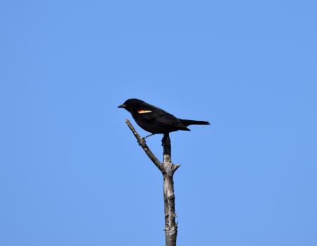 A male red-winged blackbird