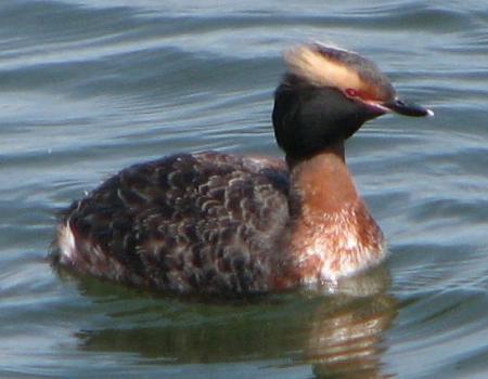 Water birds like this horned grebe can be seen in Whallon Bay.