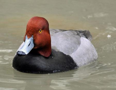 Redhead duck is one of the species seen here.