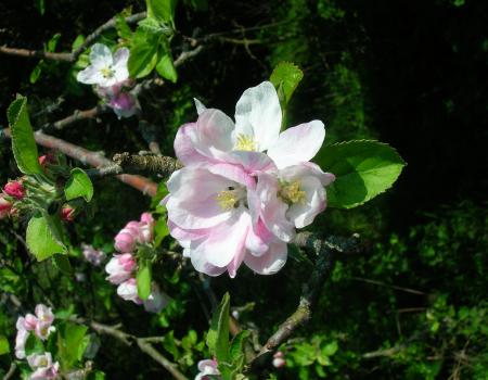 Apple blossom season is a wonderful time for all the senses.