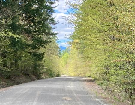 A gravel road with trees.