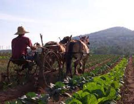 A team of horses pull a man on a tiller.