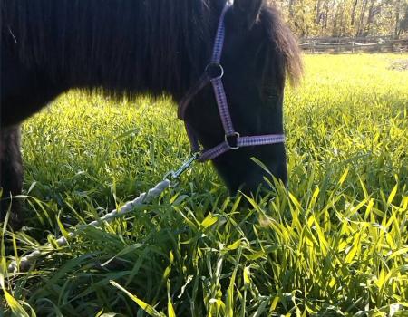 A dark horse eats grass.