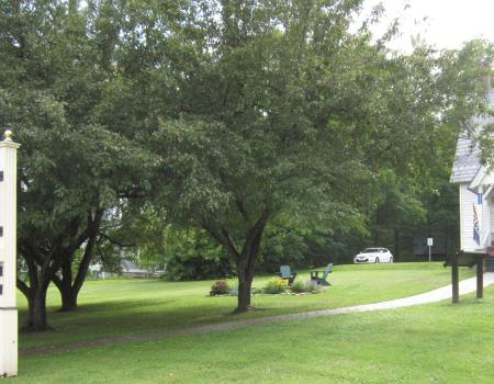 WHH lawn and tree