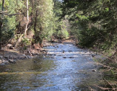 Putts Creek is part of the Lake Champlain Marshes Bird Conservation Area.