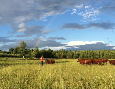 farm field with a person and cattle
