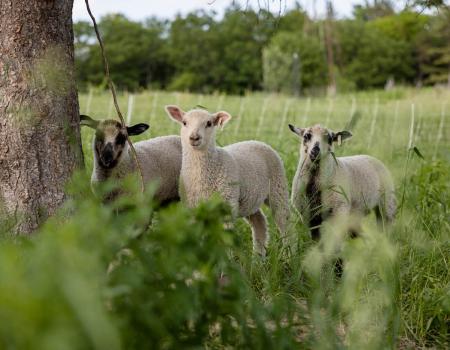 Three lambs stand in a field under the shade of a large tree.