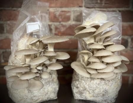 Grow at home kit from Cornucopia Gourmet Mushrooms.