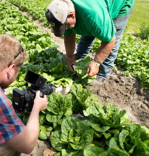 A man photographs a farmer picking up lettuce crop.
