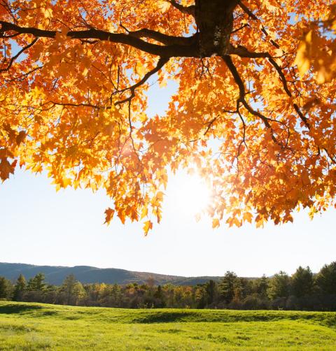 Brilliant orange leaves hang overhead with a wide view of a green field and blue mountains in the distance