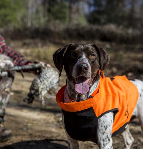 A hunting dog in an orange jacket looks at the camera.