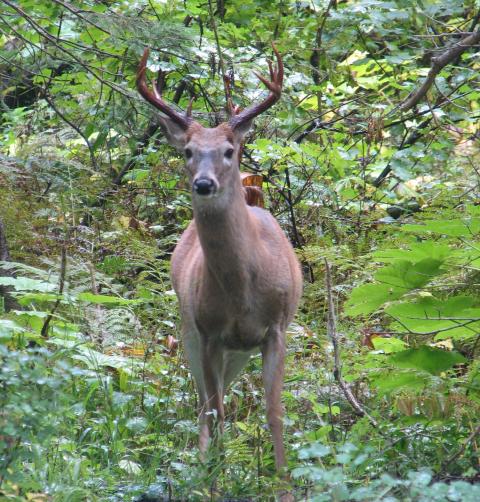 A deer stares out from the woods.