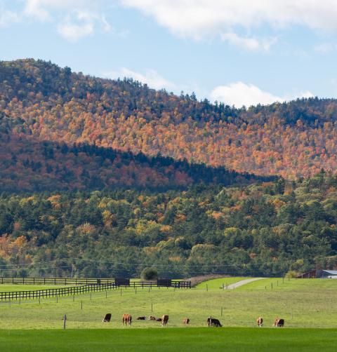 Cows graze in a pasture hugged by mountains in fall.