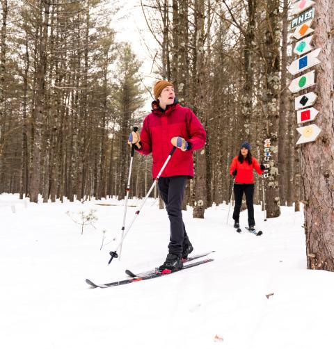 Two cross-country skiers move through a snowy forest.