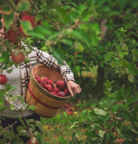 adk apple picking