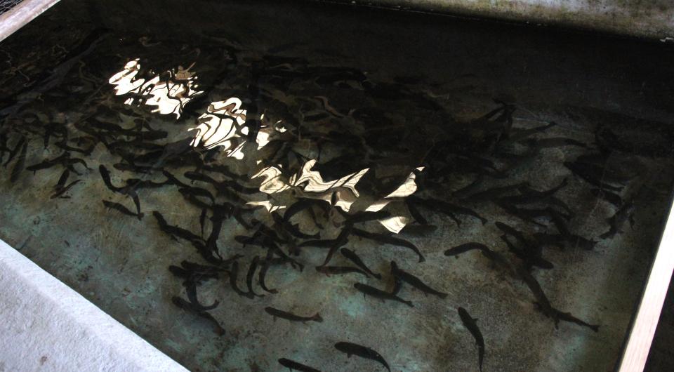 The baby fish are kept in controlled tanks during this critical period.
