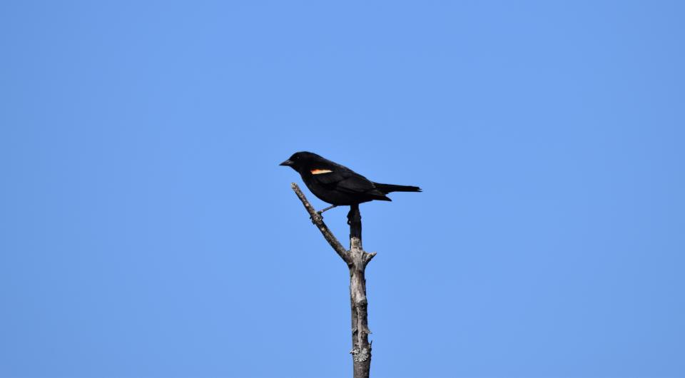A male red-winged blackbird