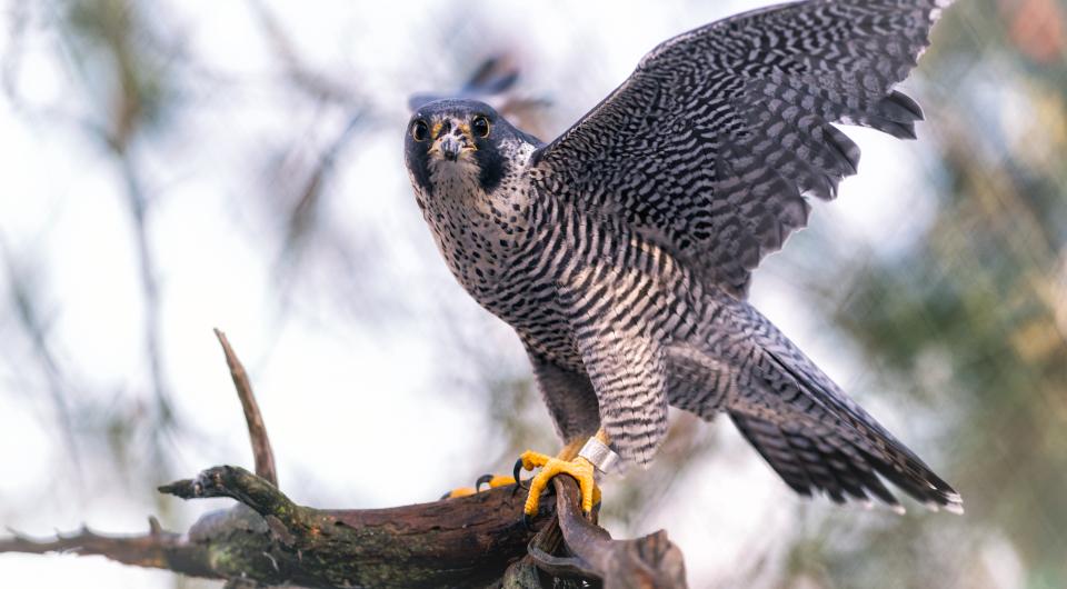A peregrine falcon taking off.