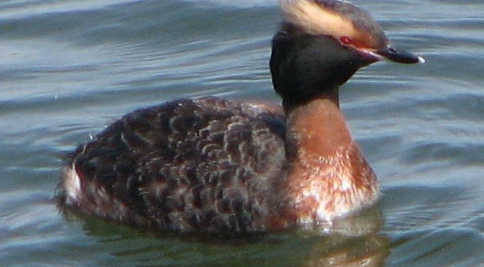 Water birds like this horned grebe can be seen in Whallon Bay.