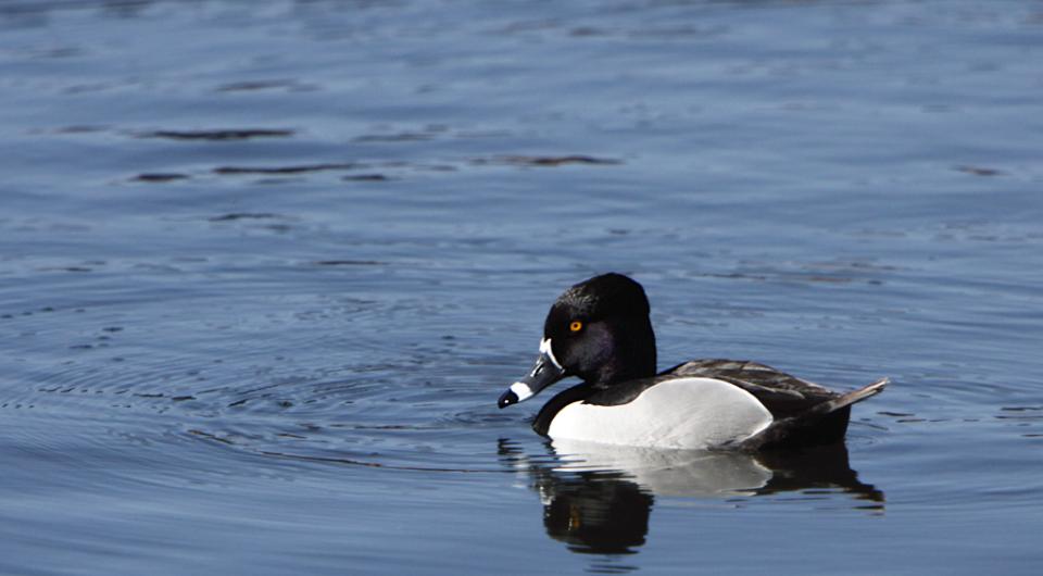 Ring-necked ducks like Lake Champlain.