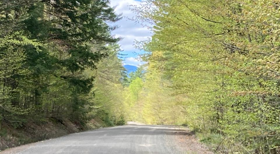 A gravel road with trees.