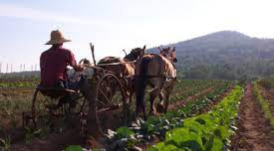 A team of horses pull a man on a tiller.