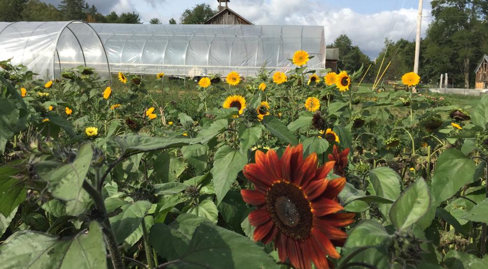 flowers growing in a field