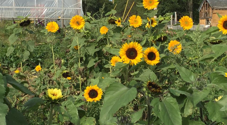 a group of sunflowers growing