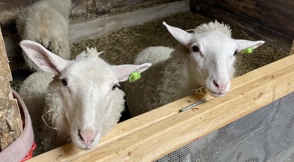 goats