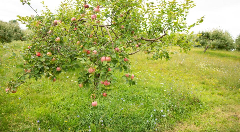 A small apple tree loaded with fruit.