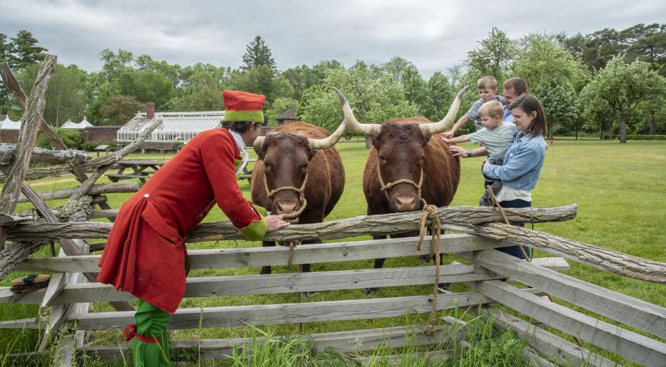 A family with two small children pet the long horned cows under the attentive watch of their handler in period correct attire.