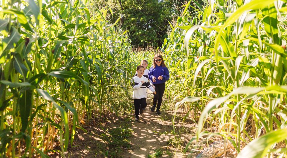 Three smiling children walk through the corn maze.