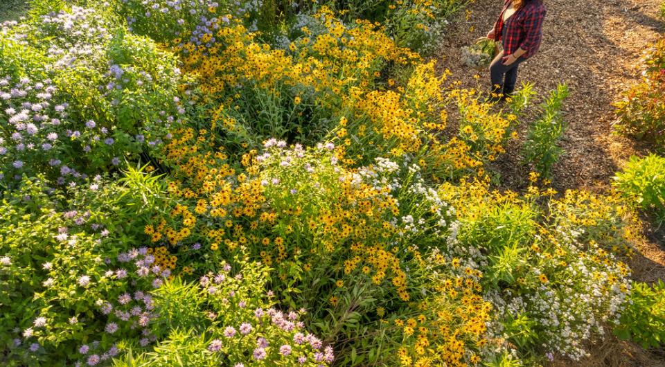 Abundant rudbeckia & asters from above